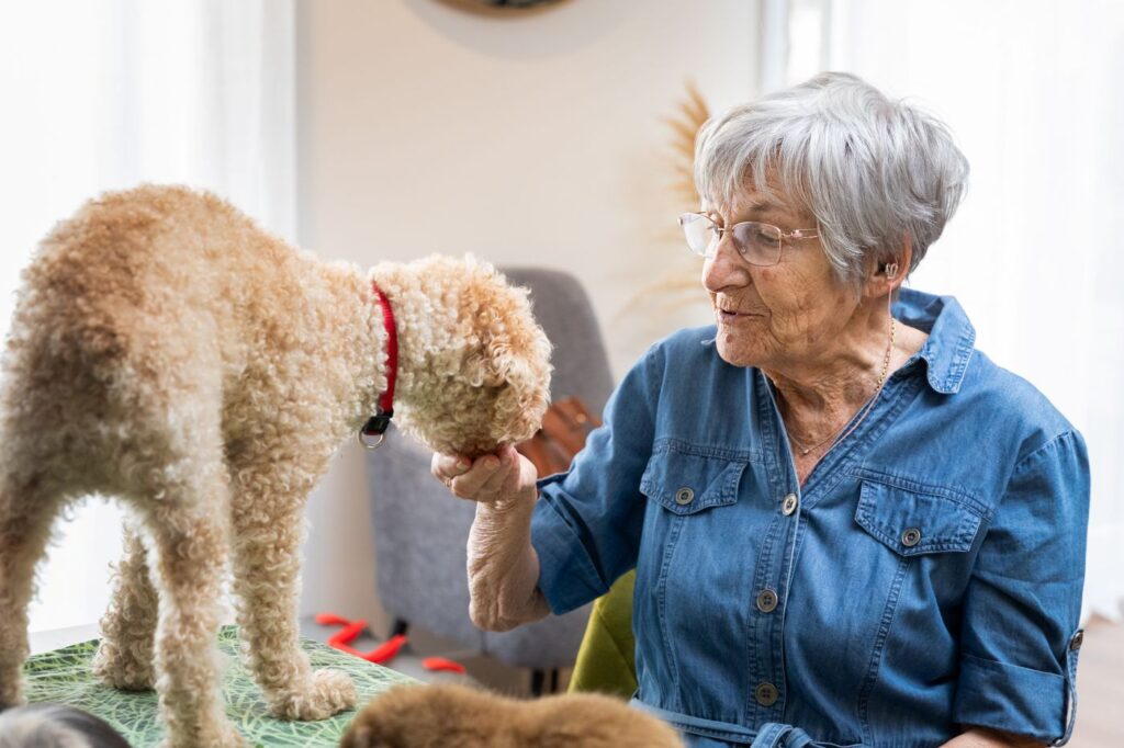 le chien, animal de compagnie en résidence seniors